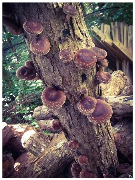 shiitake mushrooms on a tree