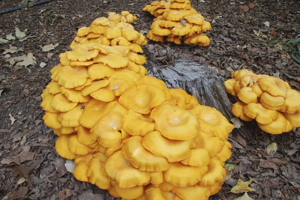 yellow mushrooms in ground