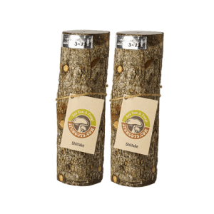 fathers day gift package - two 12in wide range shiitake mushroom logs
