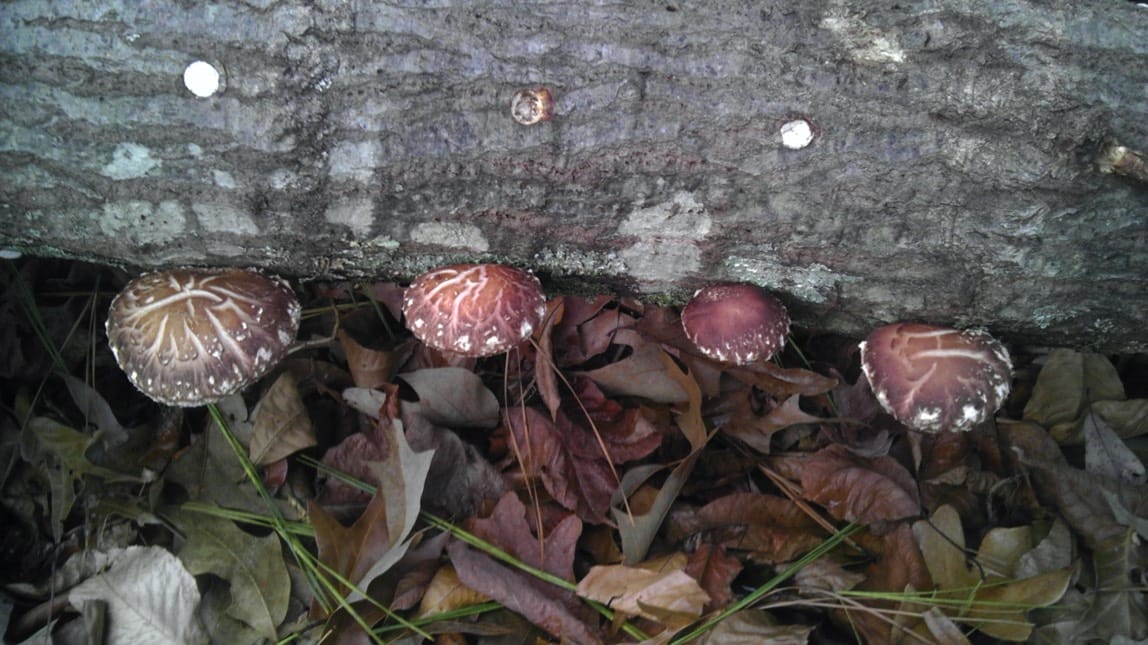 mushrooms under log