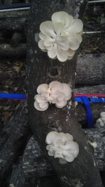 fatboy mushrooms