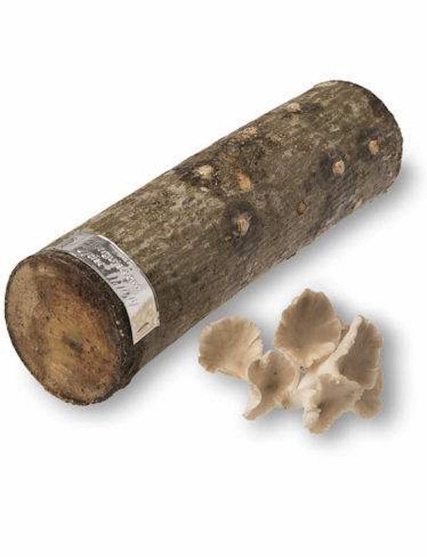 oyster mushroom log
