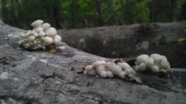 mushrooms oyster